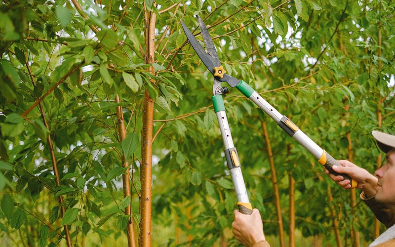 Tree trimming in Hazel Green, KY
